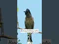 kutilang India #birds #thebirdsonggroup #burung #birdsong #kutilang