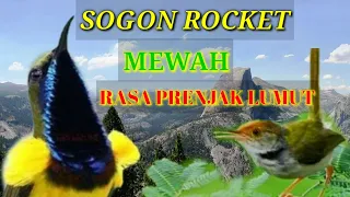 sogon rocket mewah rasa prenjak lumut