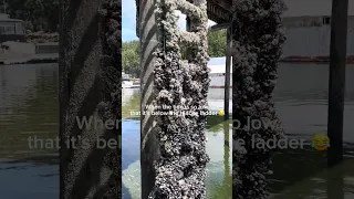 It’s been there a while… haha #liveaboardlife #marinalife #marina #barnacles