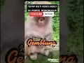 Download Lagu Ikuti Terus Postingan Video-2 Dari Poros Borobudur.