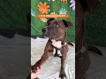 Adopt One Help Many That s THE RESCUE EFFECT aspca