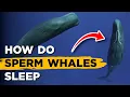 How Do Sperm Whales Sleep Without Drowning