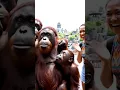 Download Lagu si Agus lagi liburan bareng perempuan cantik 😂#ai