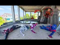 Download Lagu Tung Tung Tung Sahur vs 8 Spider-Man Bros in Abandoned Windmill ( Sad Story POV )