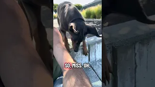 #fypシ #Fyp #Dream #doberman #pets