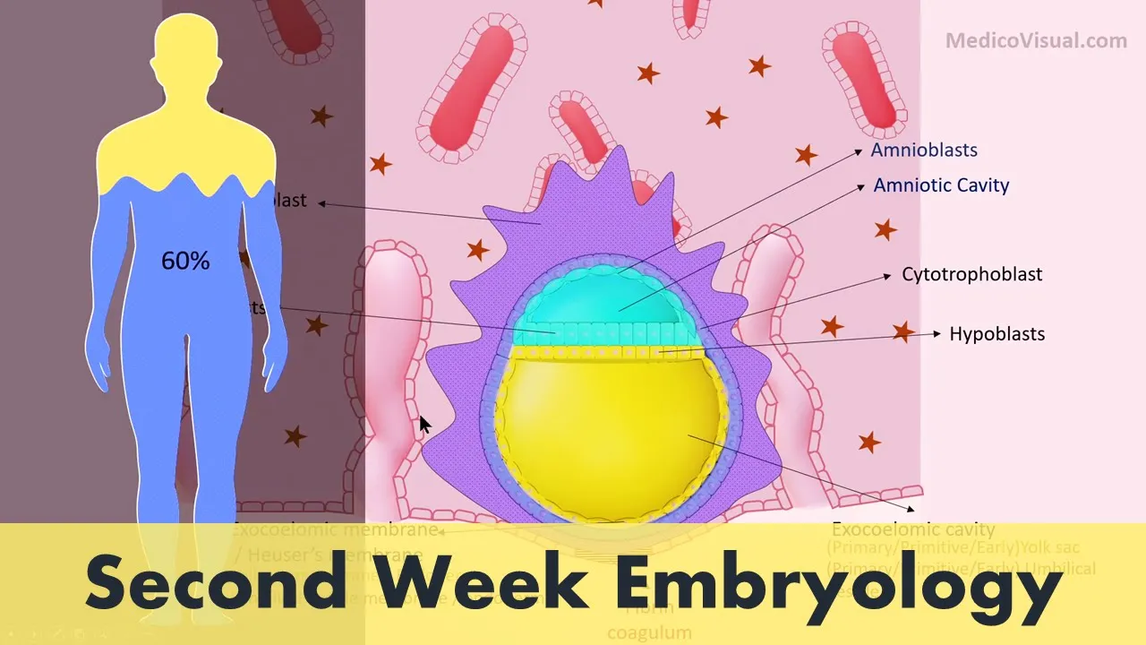 Week 2 (Second Week) Human Embryology p1