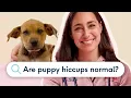 Are Puppy Hiccups Normal Vet Explains What s Cute vs Concerning