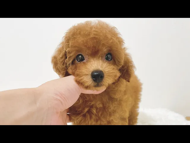 動画