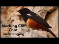 MOCKING CLIFF CHAT male singing