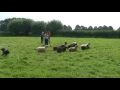 Download Lagu Badai eerste keer bij de schapen 19-08-2016