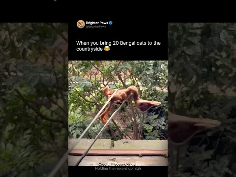 When you bring 20 Bengal cats to the countryside 😂