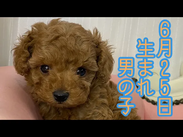 動画