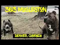 SANGO Sumo OBBK X Zena OBBK Female JASMINE Sumo OBBK X NEFERTITI Mugleston farms the next gen