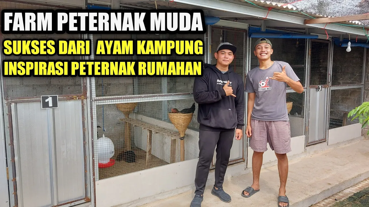 Kunci Sukses Beternak Ayam Joper Tanpa Bau & Tanpa Lalat dari Awal Persiapan - Penjualan Hasil Panen