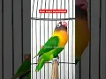 Download Lagu Putar Saja.!! Pasti Nyaut, Suara burung lovebird ngekek panjang #lovebirds #lovebirdngekekpanjang