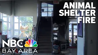 Police investigate Berkeley Animal Shelter fire as arson