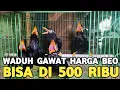 Download Lagu JUAL BOSEN PLECI JATIM LIMA EKOR 330 RIBU BEO MEDAN 500 RIBU DI PASAR BURUNG PRAMUKA 