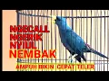 Download Lagu Jalak rio nyiul gesek ngerik ngerik | Pancingan Ampuh jalak rio rio angkatan teler