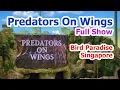 Download Lagu Bird Paradise Singapore Predators On Wings Full Show