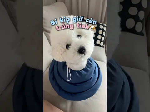 Skincare 8 bước của một chú cún 🐶