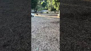 Dog park and new friends !  #fyp #dream #doberman #pets #youtube