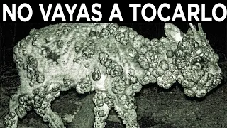 Cuando Las Cámaras Captan Cosas Que No Debian Ser Vistas