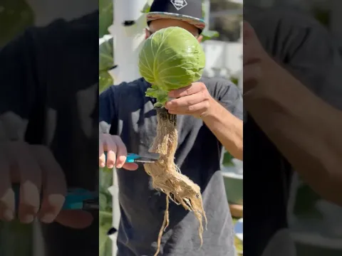 Growing more vegetables using less space and water