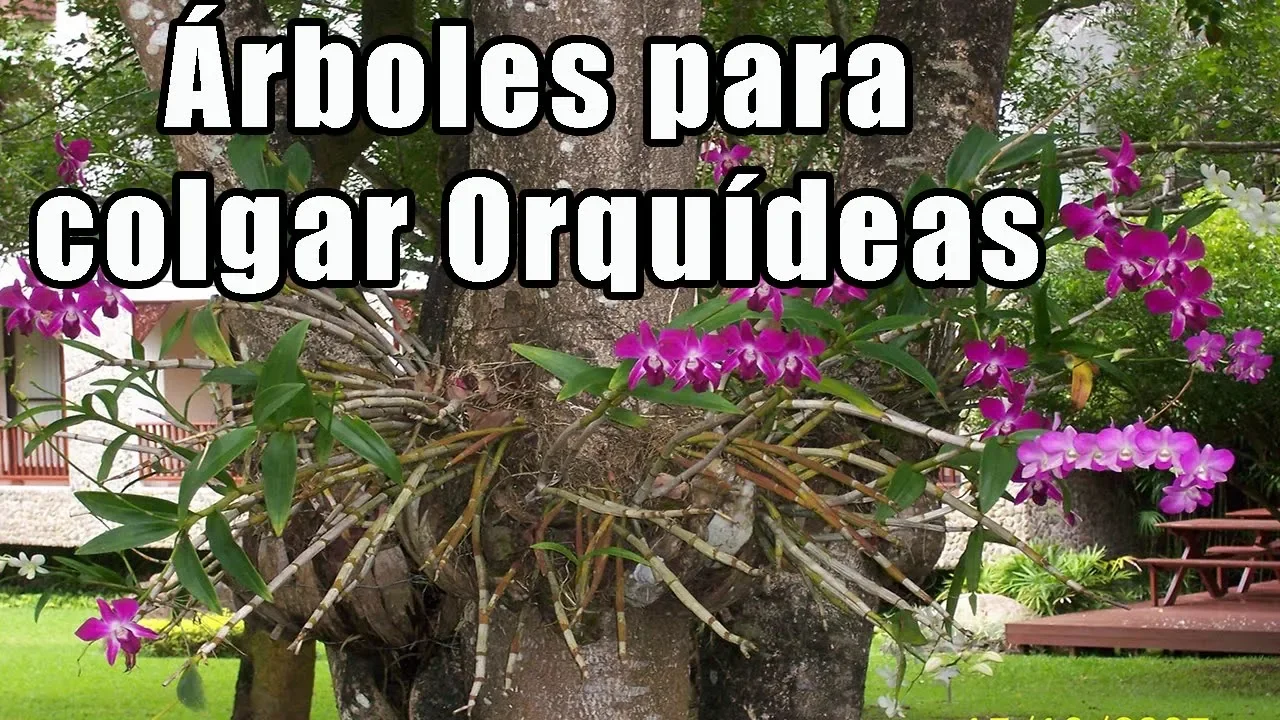ÁRBOLES PARA COLGAR Y MANTENER ORQUÍDEAS ORQUIPLANET