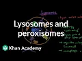 Lysosomes and peroxisomes Cells MCAT Khan Academy