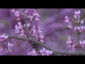 Why NYC allergy sufferers are feeling worse than usual this spring
