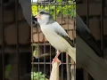 Download Lagu singing canary bird | bird sound #birds #animals #canary #funnyanimals