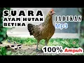 Download Lagu MASTER SUARA PIKAT AYAM HUTAN BETINA | AMPUH BALAS 100%