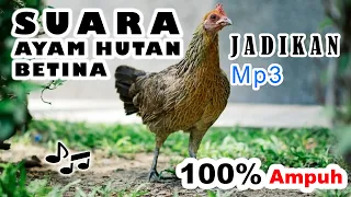 MASTER SUARA PIKAT AYAM HUTAN BETINA | AMPUH BALAS 100%