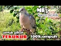 SUARA PIKAT TEKUKUR AMPUH 100% DATANG