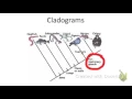 How to read a cladogram