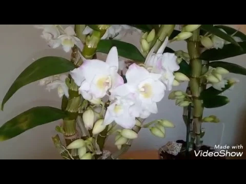 CÓMO CUIDAR UNA ORQUÍDEA DENDROBIUM NOBILE (PARTE 3)