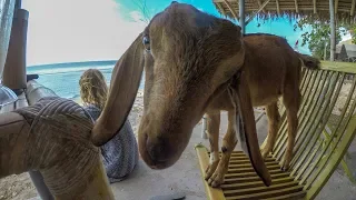 GOAT that thinks its a DOG and SAVING a TURTLE | Episode 112 (Sailing Catalpa)