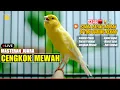 Download Lagu KENARI GACOR ISIAN MEWAH SPEED RAPAT DURASI PANJANG - SUARA TAJAM PANCINGAN KENARI PAUD CEPAT NYAUT