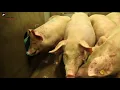 Download Lagu Slaughtering pigs in a humane way