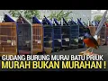 Download Lagu PROMO EDAN ! SEMUA BURUNG GACOR HARGA TURUN LEBIH MURAH 1JT AN LEBIH MURAI BATU PROSPEK 