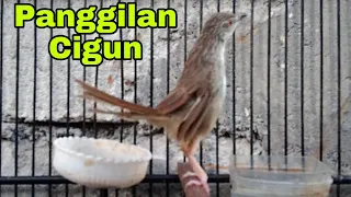 Download Pancingan cigun agar ciblek gunung lain ikut bunyi sahut sahutan MP3