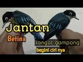 Download Lagu TIPS CARA MEMBEDAKAN RAMBATAN PARUH PUTIH JANTAN DAN BETINA