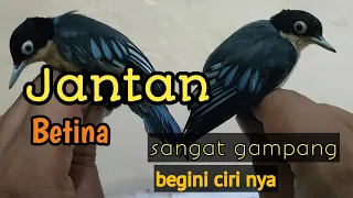 tips cara membedakan rambatan paruh putih jantan dan betina