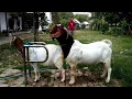 Lagu Big Boer Goat Farming | Boer Goat Farm in Village