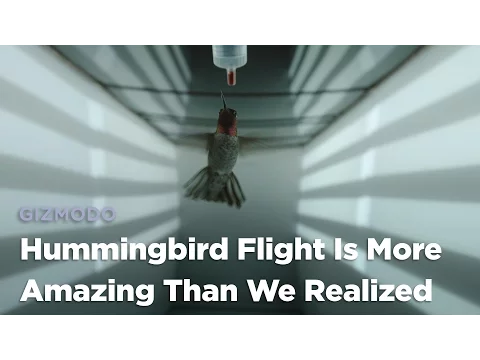 Hummingbird Flight is More Amazing Than We Realized