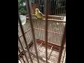 Download Lagu Burung sirtu jantan usia 2 bulan belajar bunyi