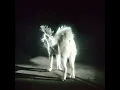Shit Love - Fat Dog