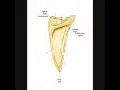 Massage Test Prep - Bones and Anatomical Landmarks