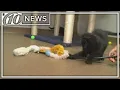 Hillsborough County animal shelter waives adoption fees 10News WTSP