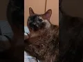 Lagu Blumie the Oracle #cat #gato #animallovers #katze #catlovers #siamese #tortoiseshellcat